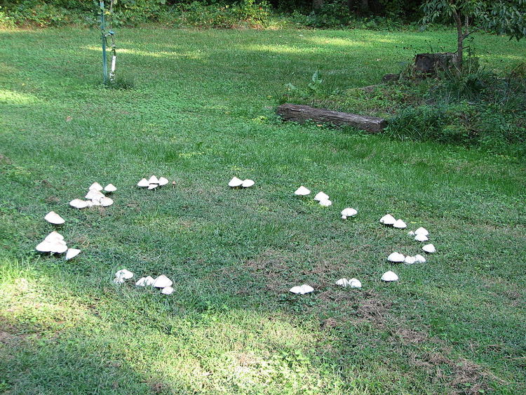 Fairy Rings in the Lawn and How to Manage Them - Nature's Select